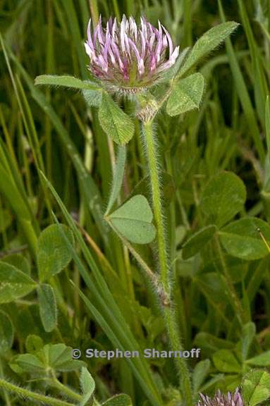 trifolium hirtum 6 graphic